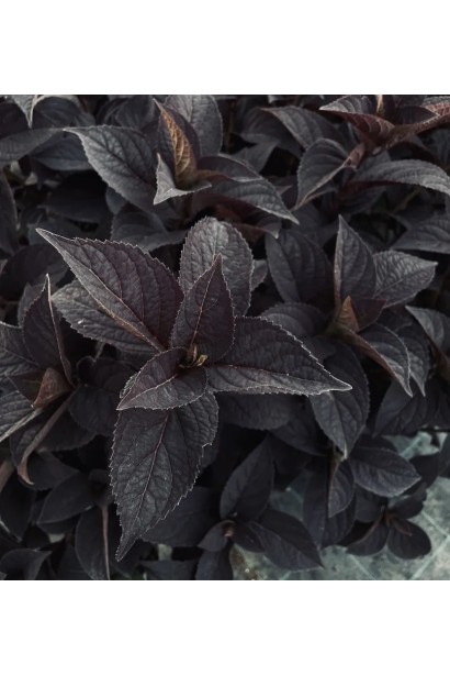 Крупний план темного бордового листя гортензії з помітними прожилками.